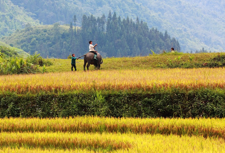  Beautiful terraces in viet nam